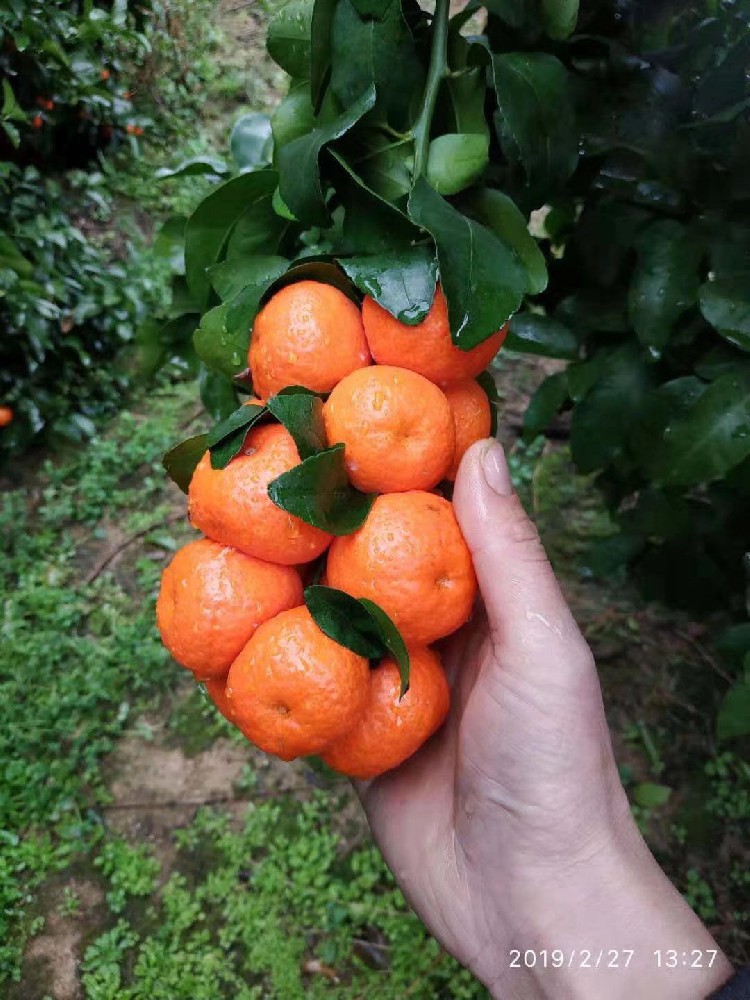 柑橘