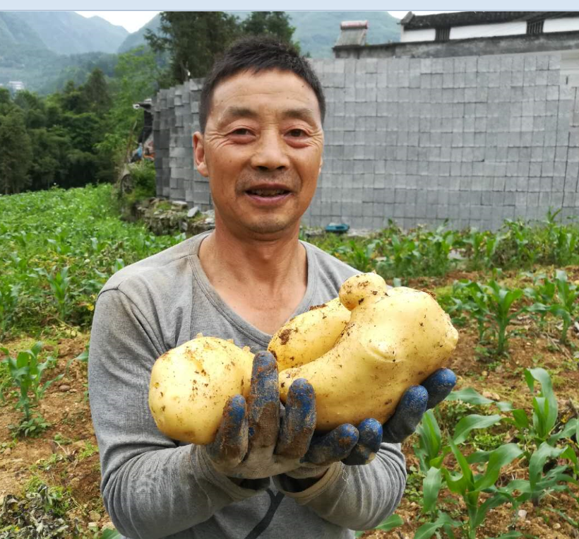 土豆